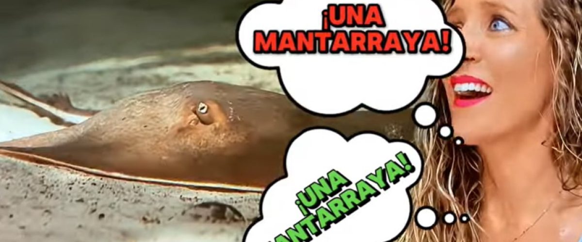 Descubre las DIFERENCIAS entre MANTARRAYA y RAYA NO son la misma ESPECIE