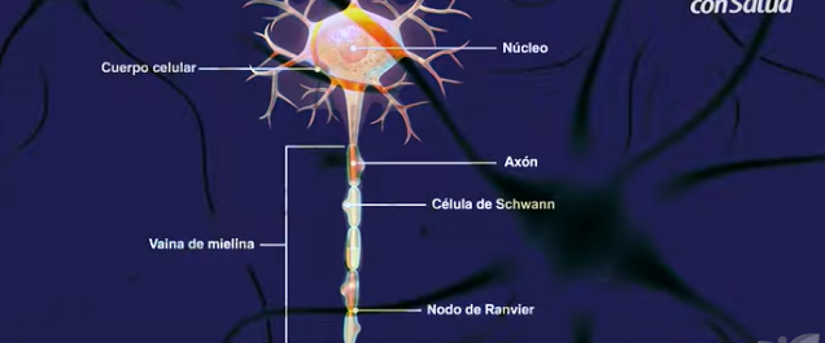 El-funcionamiento-del-sist-nerv