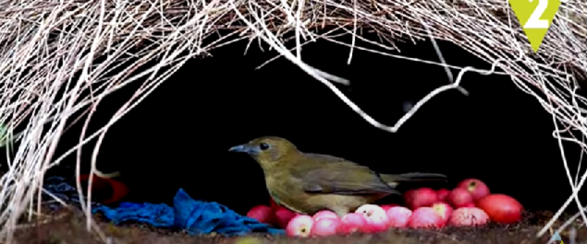 Los-nidos-mas-asombrosos-del-mundo-animal